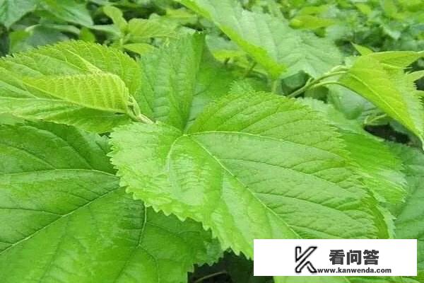 【长期喝桑叶茶的副作用有哪些?】？