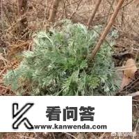 农村各种野菜图片名称？