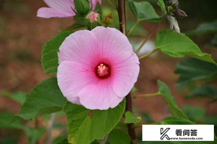 时序歌童谣十二月花的主要内容是什么？