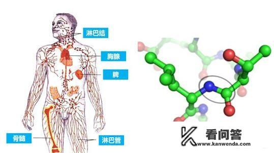 缺少蛋白质身体会有哪些反应？