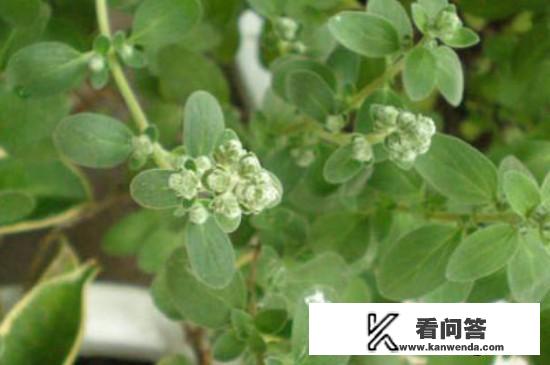 披萨草的用法？