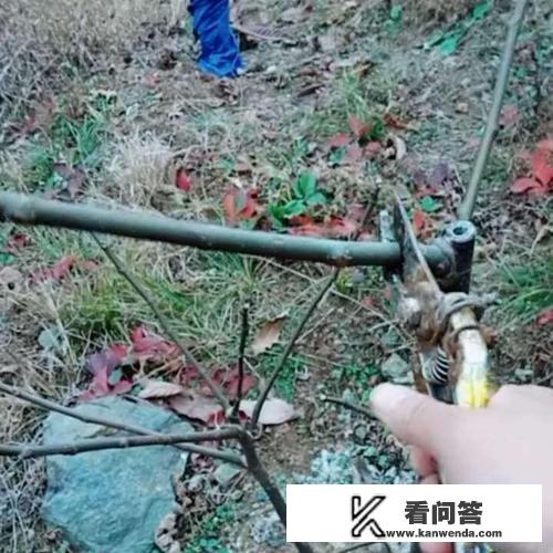 无花果树结果前的征兆？