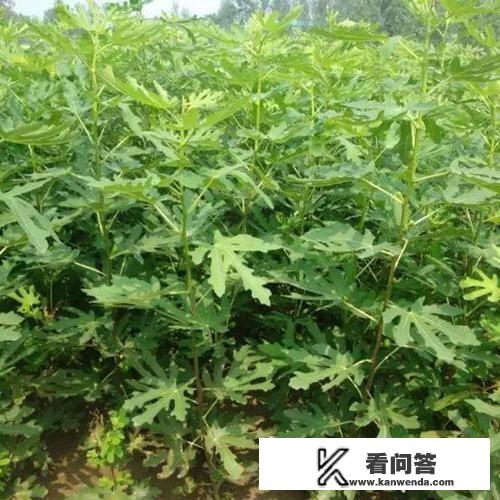 无花果树结果前的征兆？