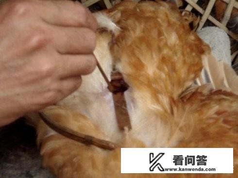 农村题材的电视剧有哪些？