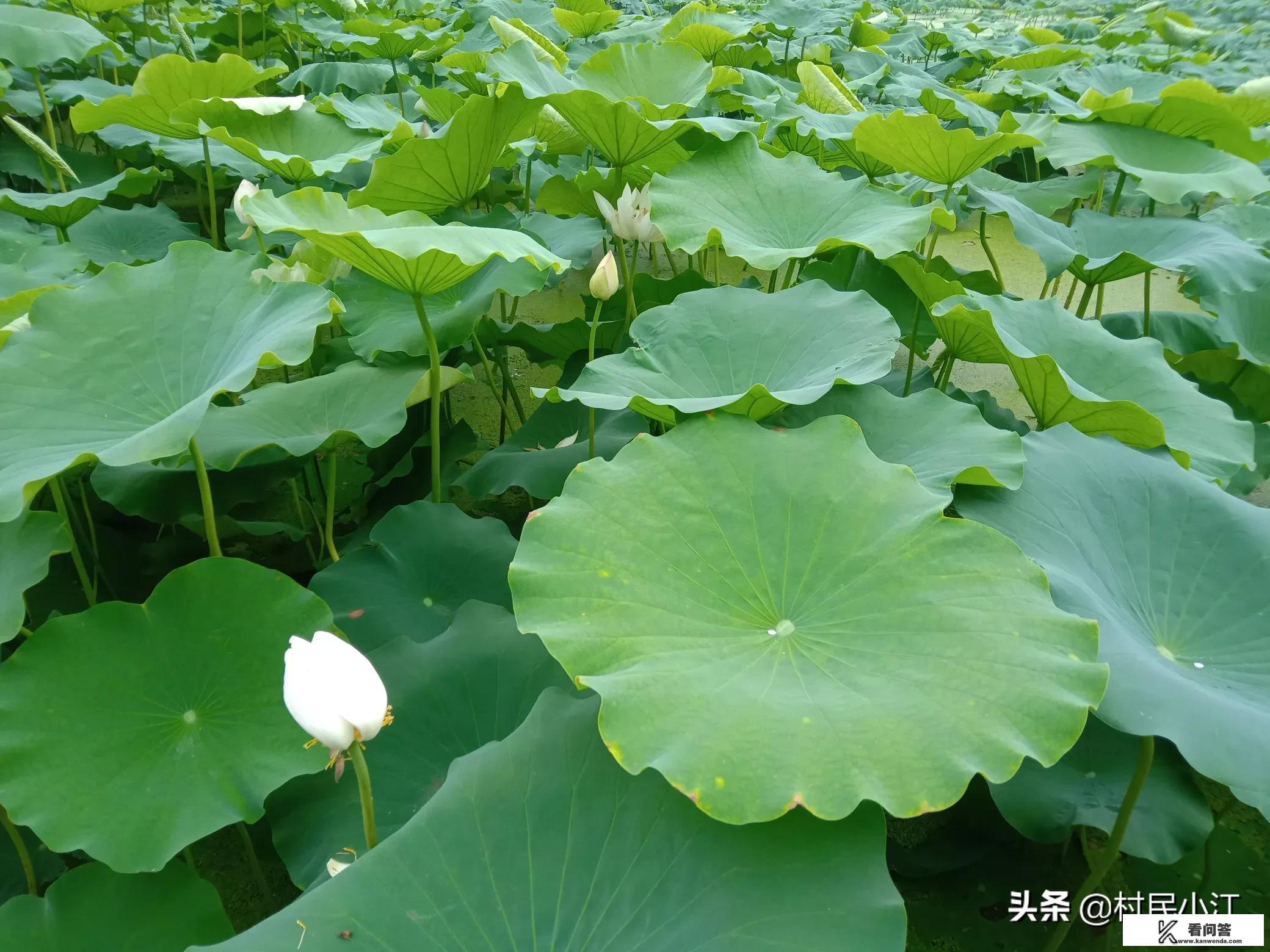 ms.sod旗下艺人？