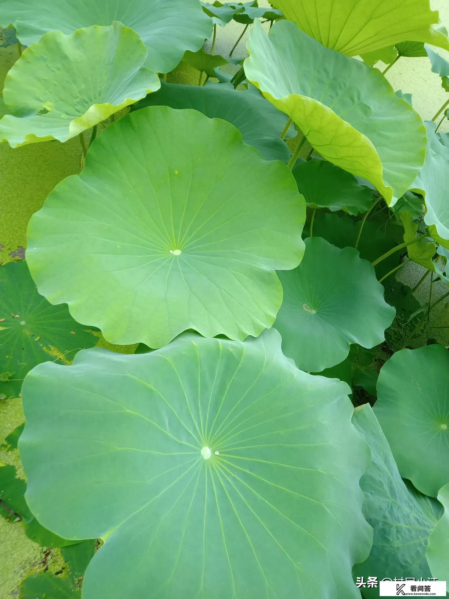 ms.sod旗下艺人？