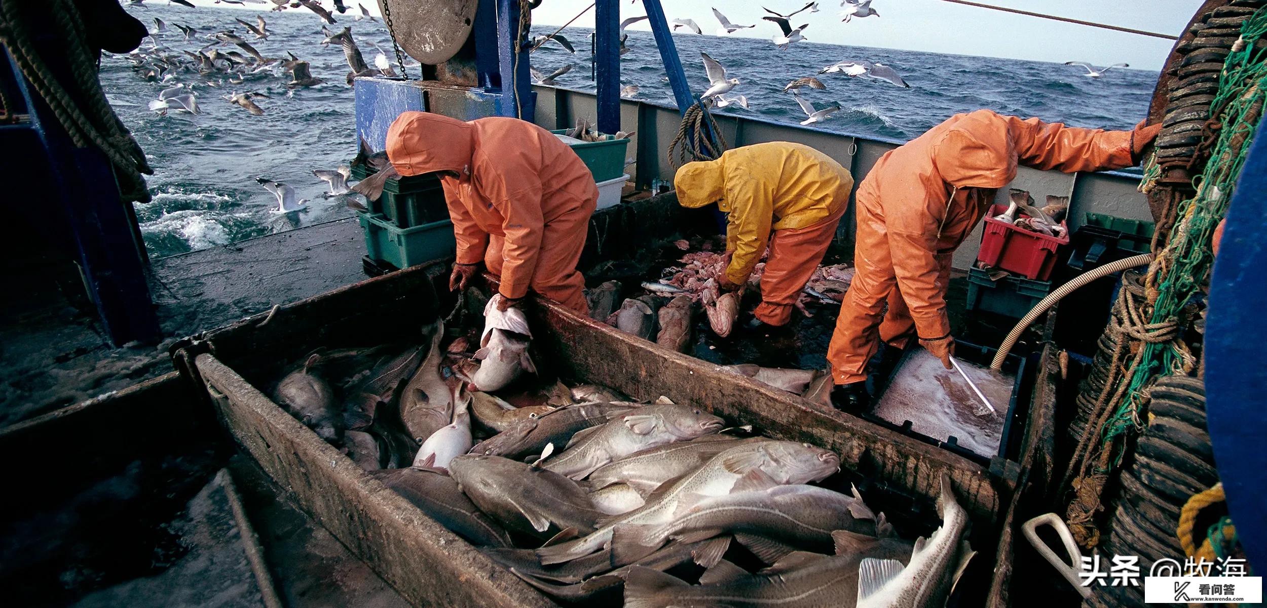鳕鱼为什么卖的都没有头？