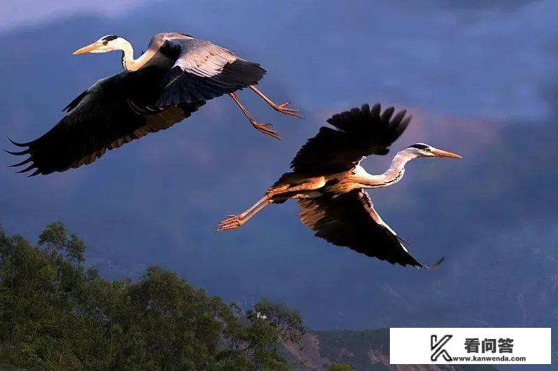 女主叫颜柠柠的小说？