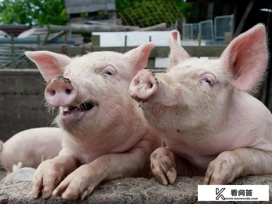 猪肉现在多少钱一斤？