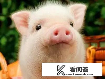 猪肉现在多少钱一斤？