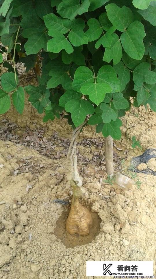 酸甜辣朝鲜面做法？