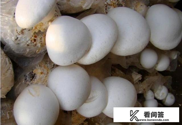 白色的蘑菇叫什么? 白色的蘑菇叫什么?
