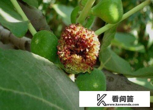 无花果的花是什么样子的？有图片吗？