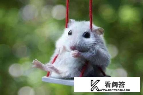 十二生肖什么动物是强盗？