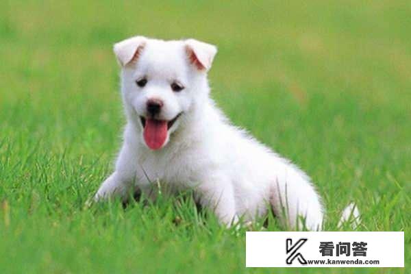 十二生肖什么动物是强盗？