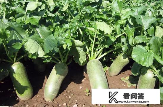 沙窝萝卜哪里产地的最好？