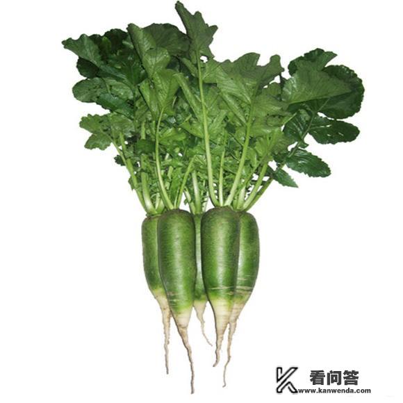 沙窝萝卜哪里产地的最好？