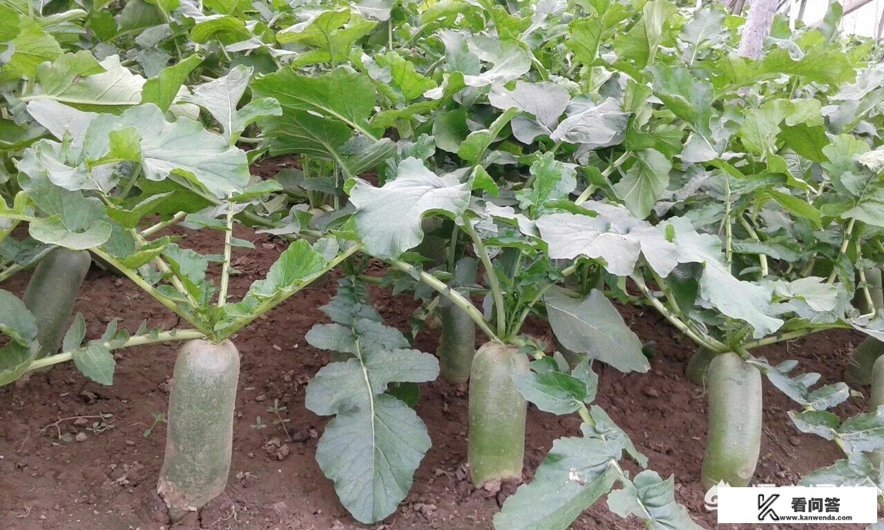 沙窝萝卜哪里产地的最好？