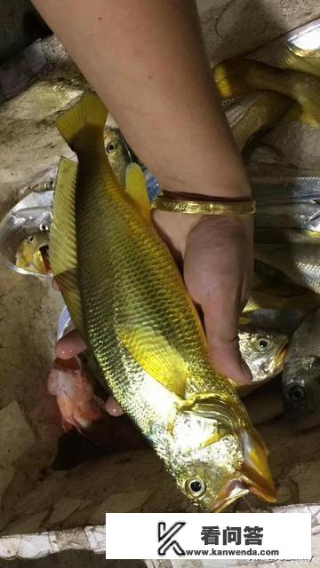 海鱼的种类有哪些? 海鱼的种类有哪些?