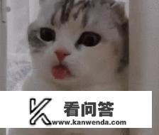 猫咪为什么那么治愈？