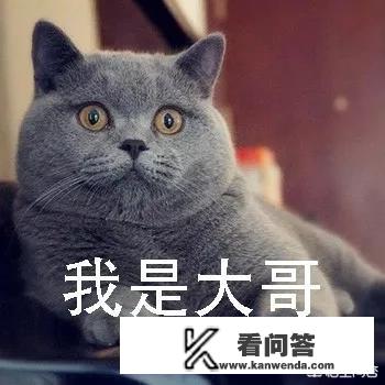 猫咪为什么那么治愈？