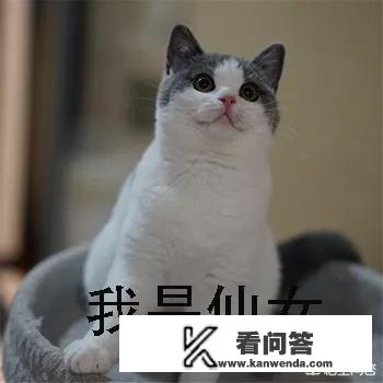 猫咪为什么那么治愈？