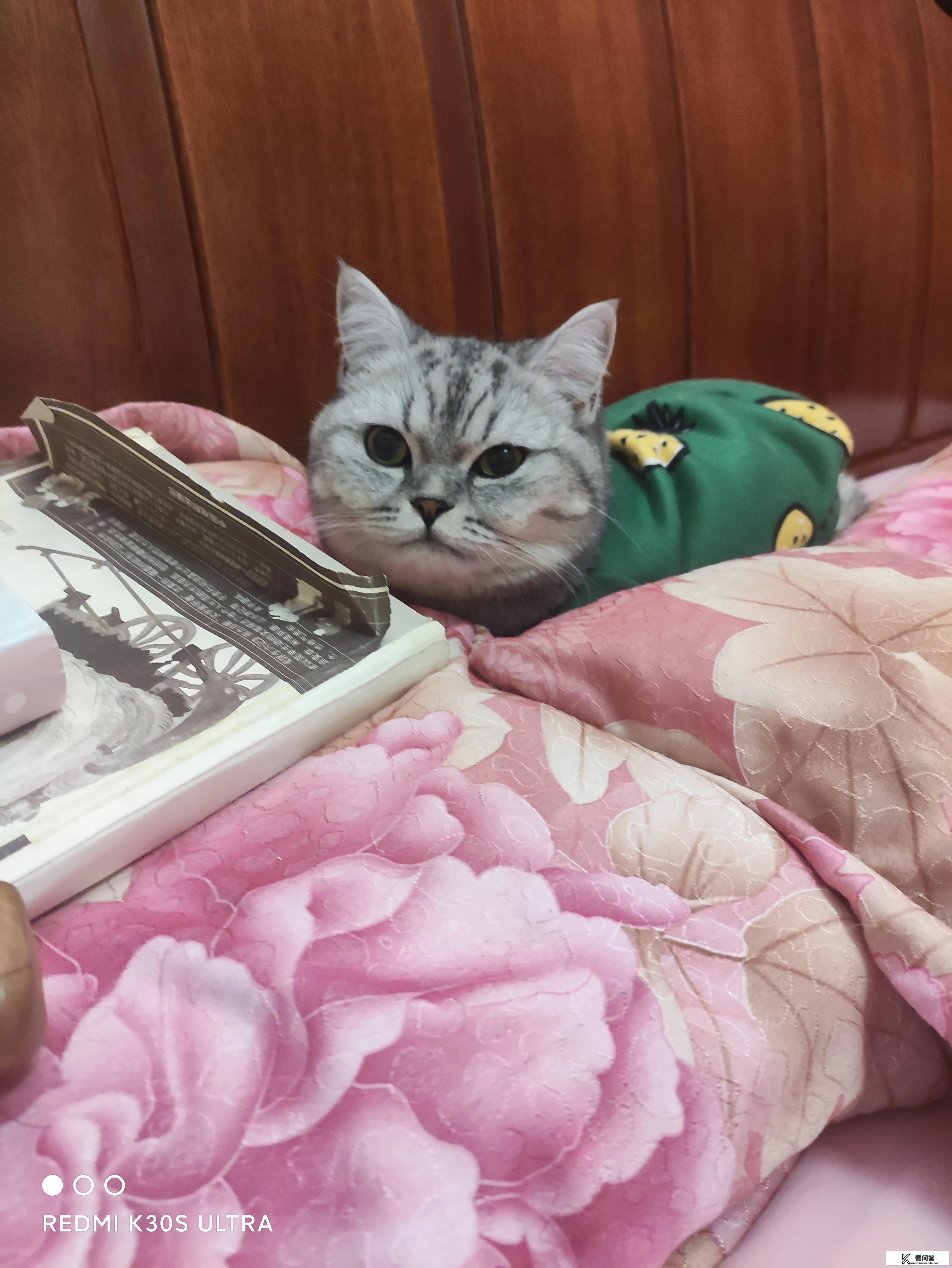 猫拉到床上怎么处理？