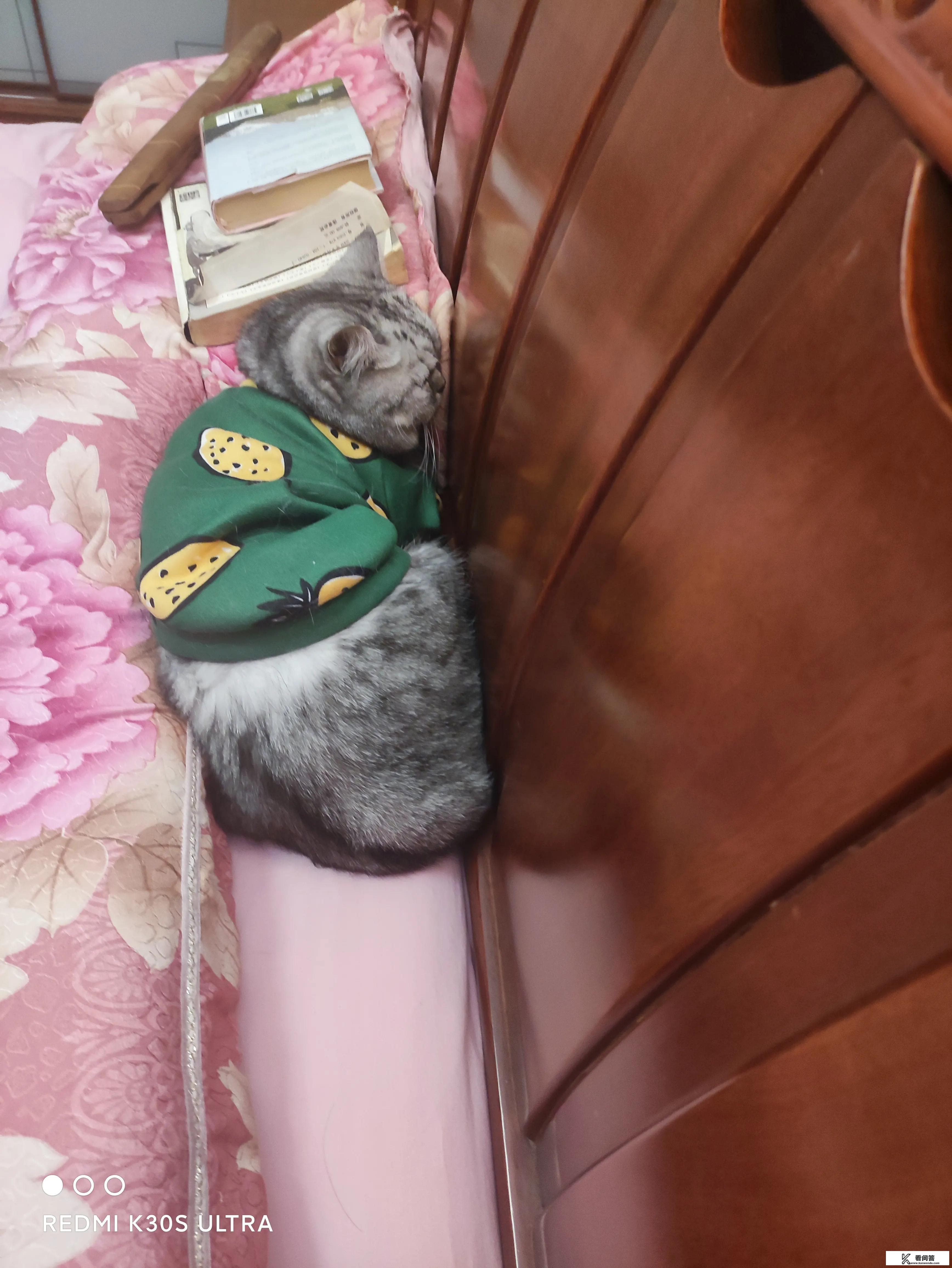 猫拉到床上怎么处理？