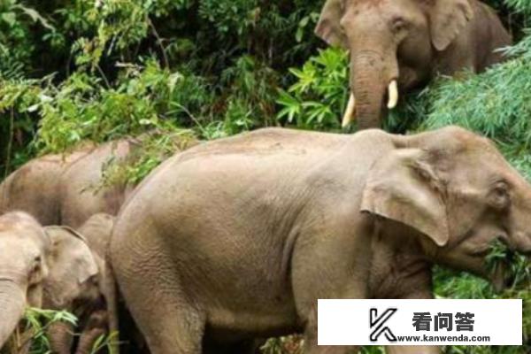 西双版纳最值得一去的景点大排名? 西双版纳最值得一去的景点大排名?