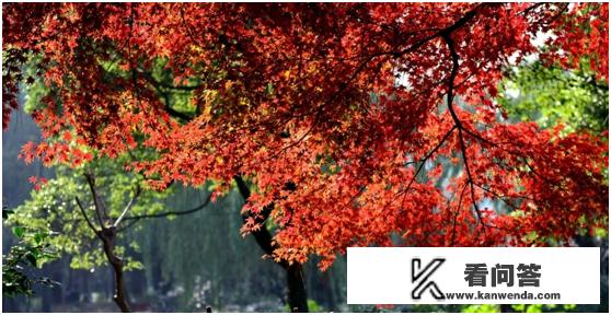 浙江的秋天有哪些景观可以看？