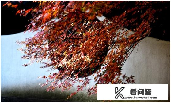 浙江的秋天有哪些景观可以看？