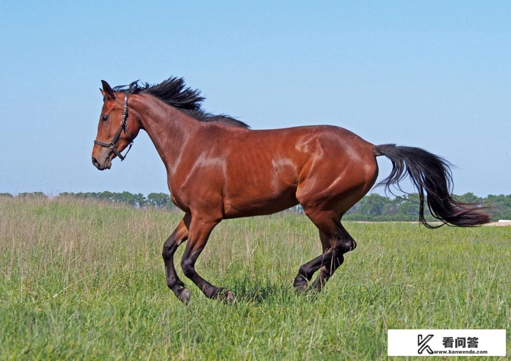 买一匹马拉着我全国旅游可行吗？