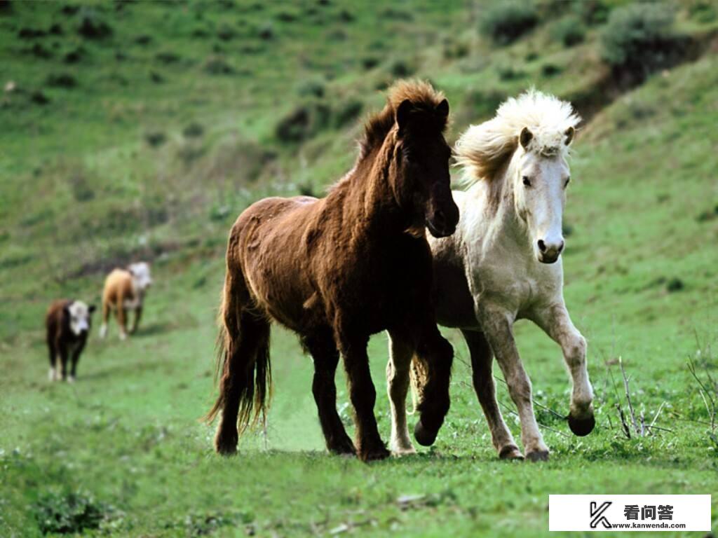 买一匹马拉着我全国旅游可行吗？