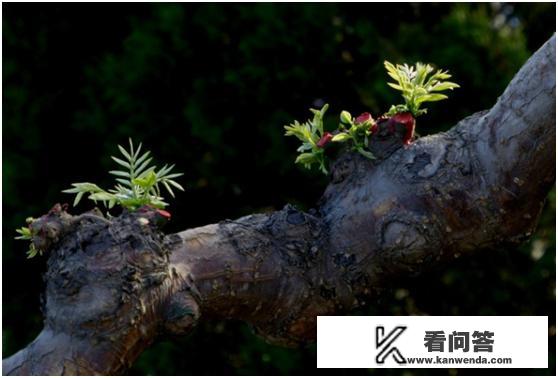 家里的植物死啦又活啦怎么回事？