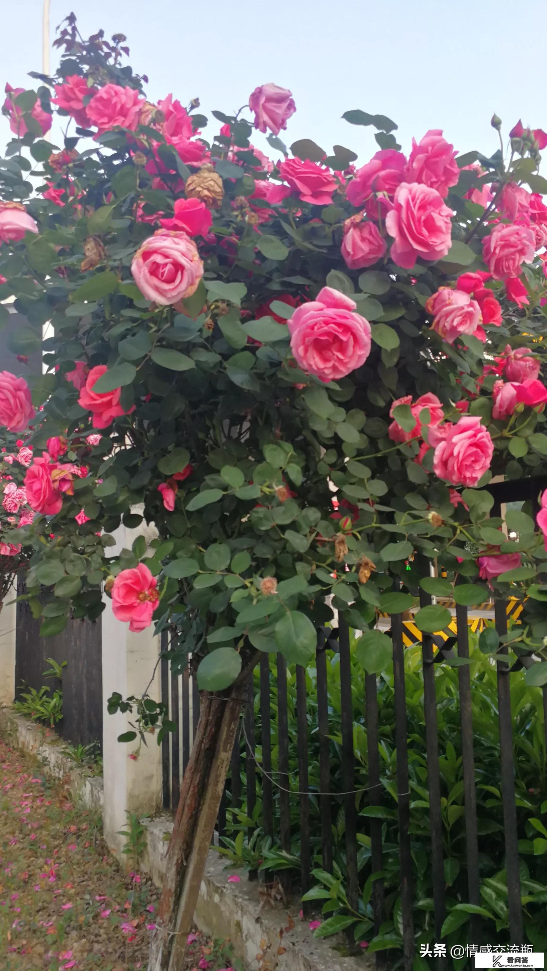 情侣出去旅游,你会因为给女朋友拍照而错失欣赏风景吗? 情侣出去旅游,你会因为给女朋友拍照而错失欣赏风景吗?