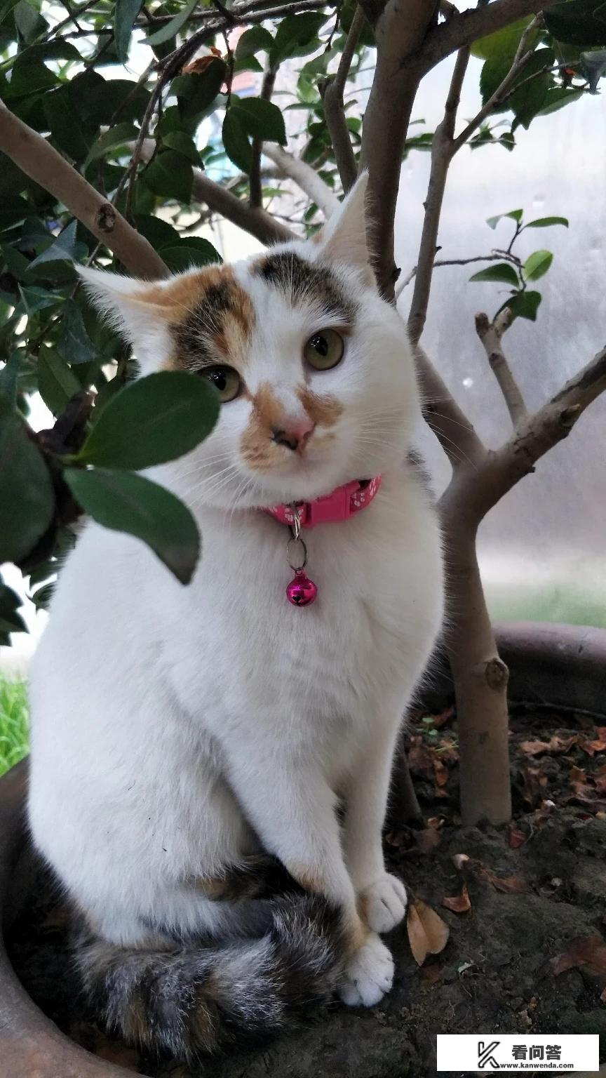 男生用过于可爱的手机主题是不是心理有问题? 男生用过于可爱的手机主题是不是心理有问题?