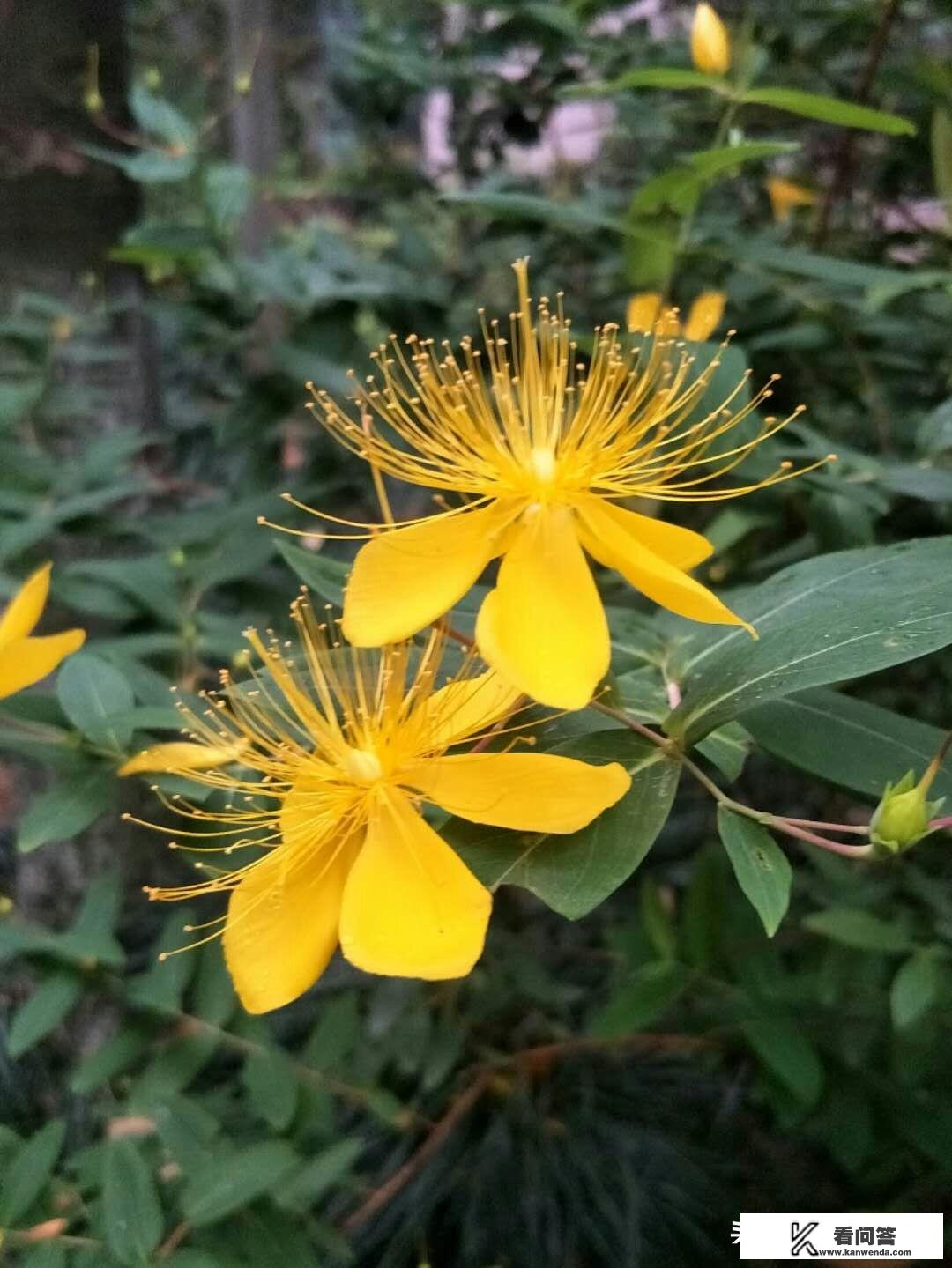 OPPO手机卡住了怎么办? OPPO手机卡住了怎么办?