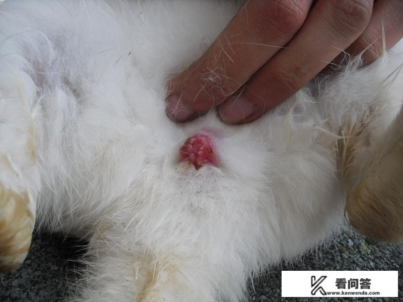 龙性淫，与很多种动物交生下了不同的后代请问是那些？