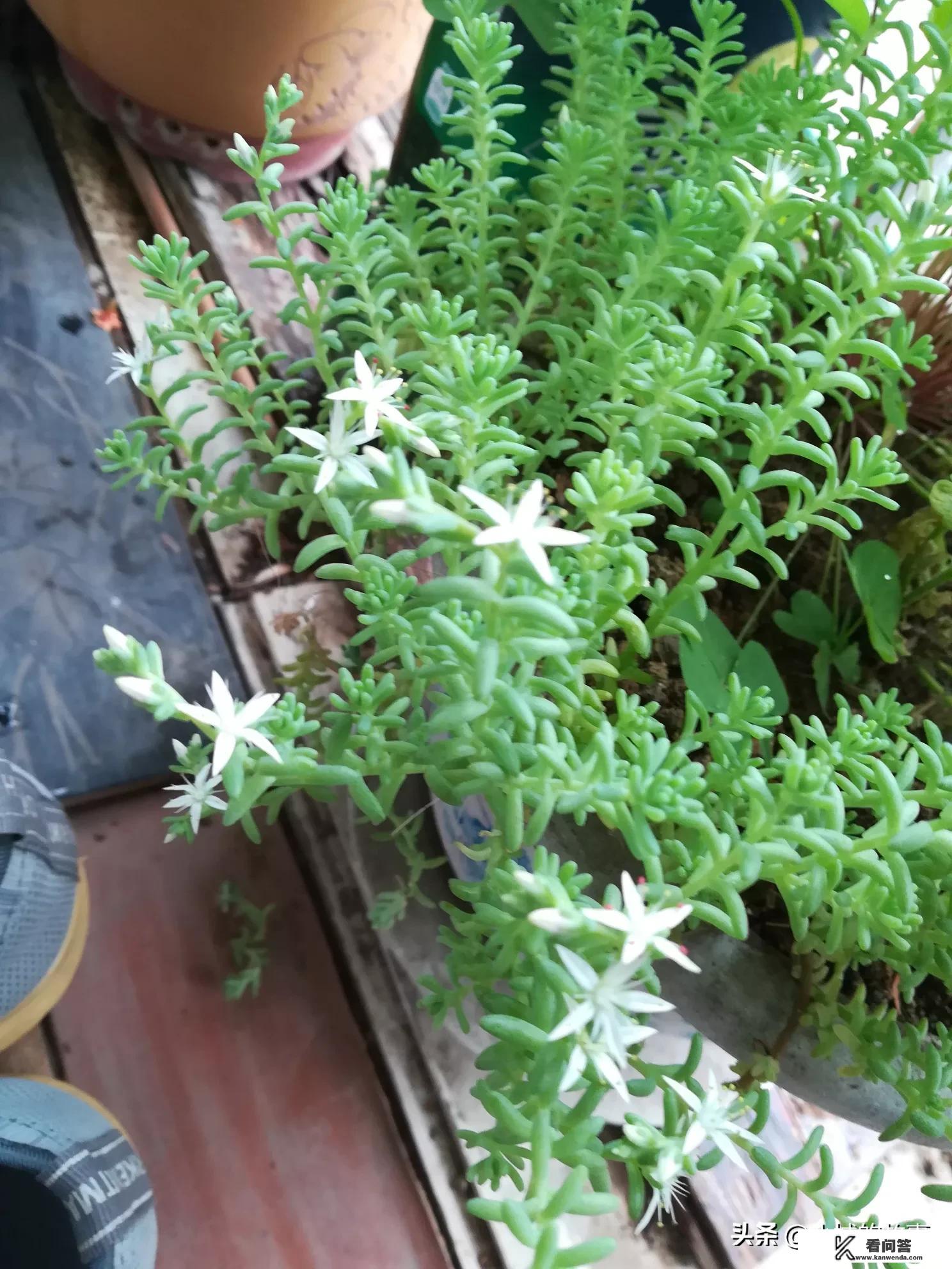 农村多肉生长地