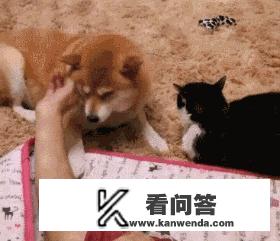 狗狗也爱吃醋吗? 狗狗也爱吃醋吗?