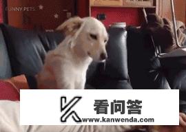 狗狗也爱吃醋吗? 狗狗也爱吃醋吗?