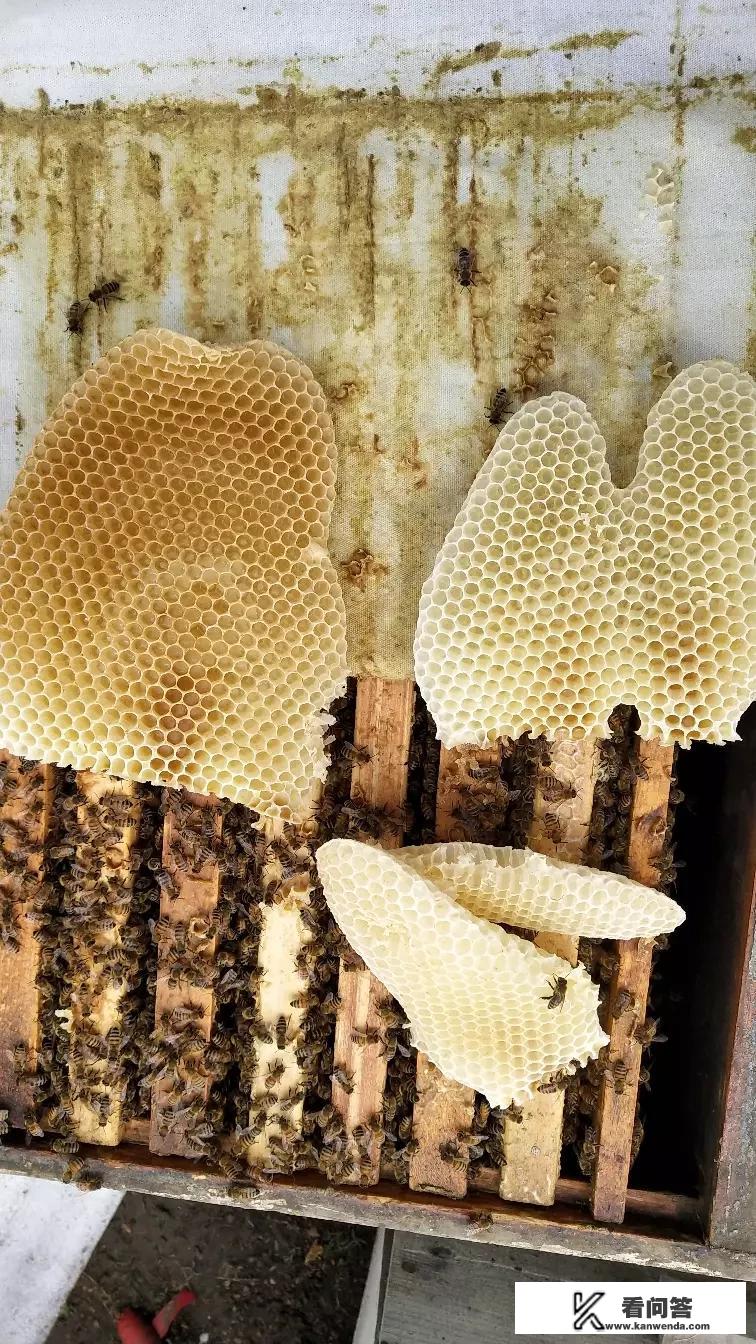 网购的巢础有两种，一种草绿色透明的，一种蛋黄色的。哪种质量最好？