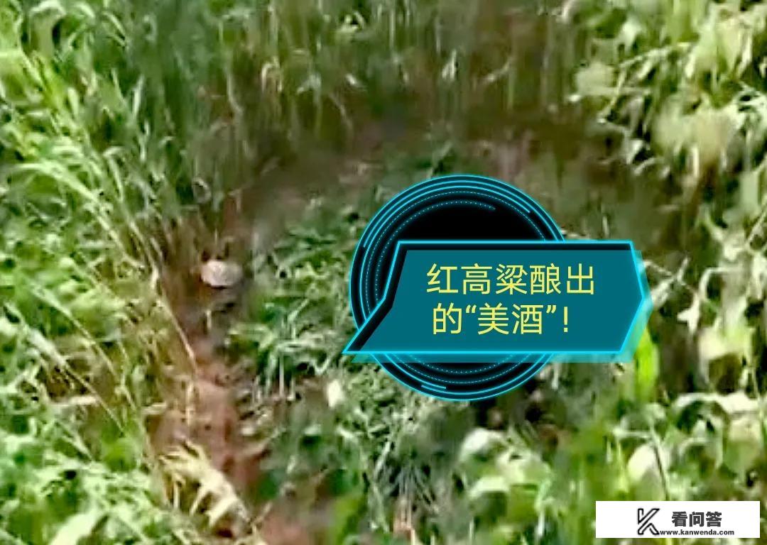 红高粱电影剧情深度解析