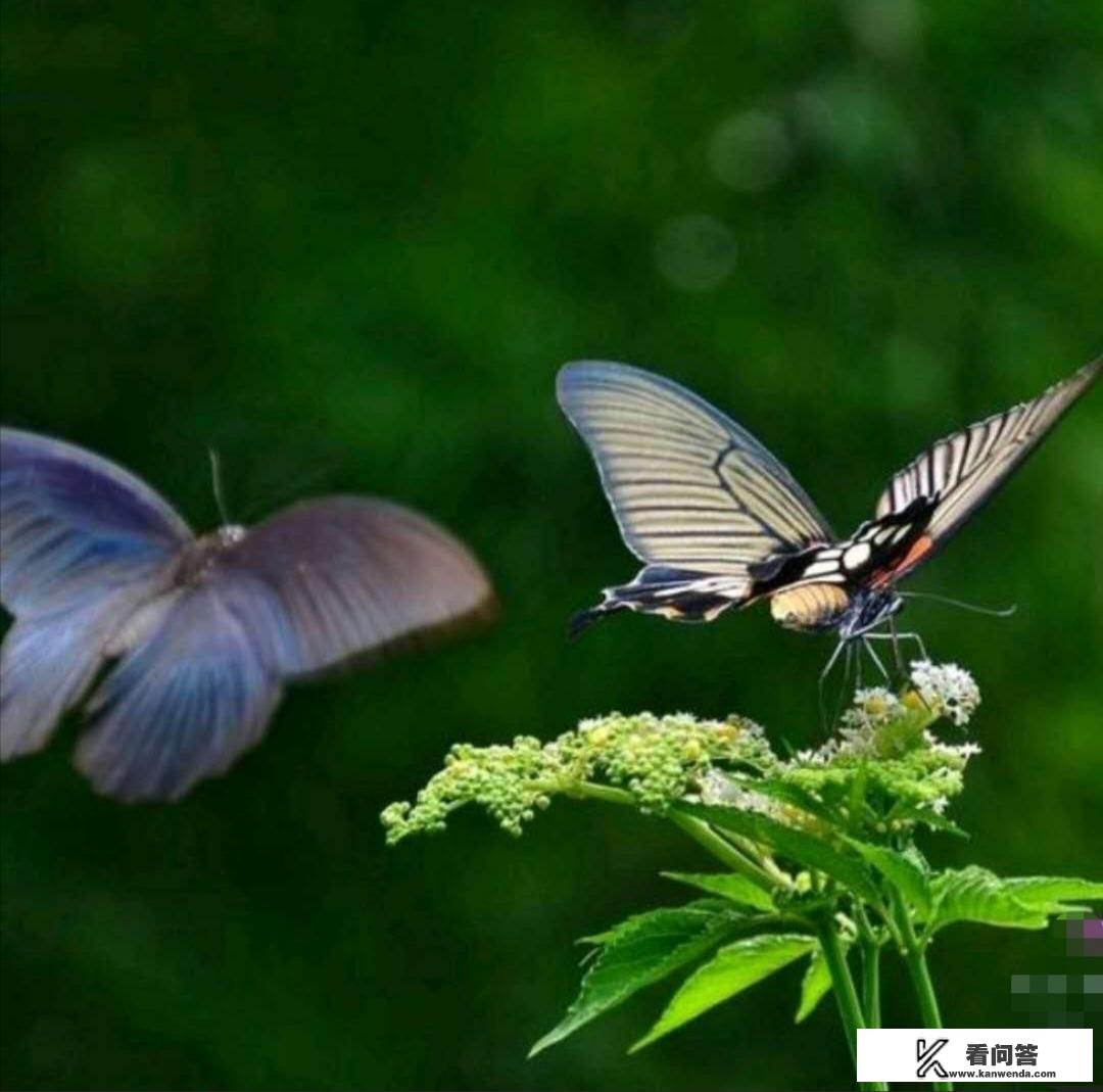 好邻居也是好姐妹的文案？