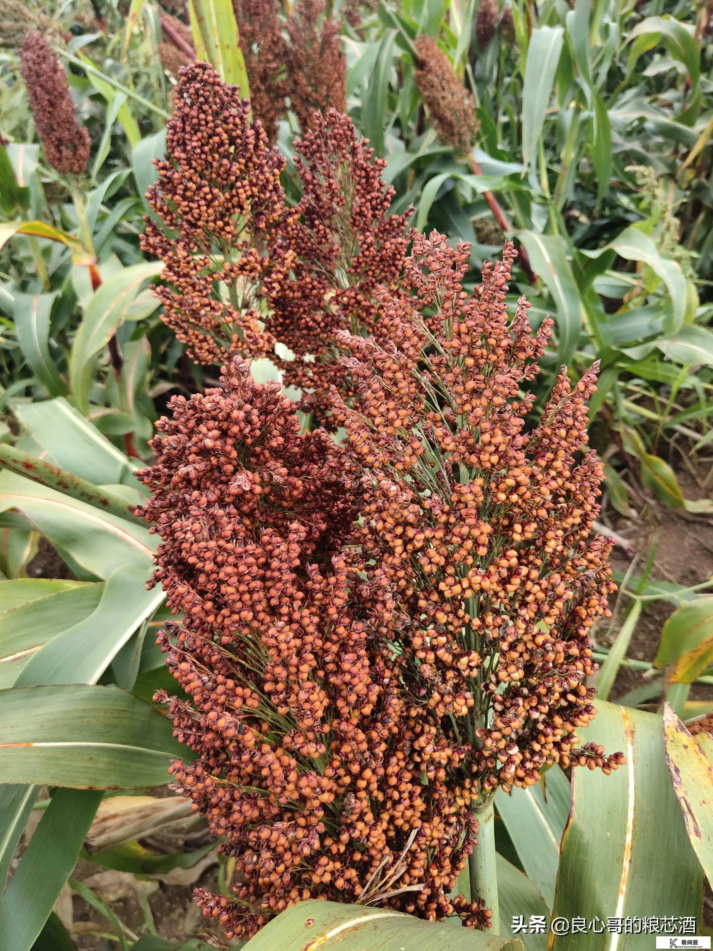 白酒的利润到底有多大？