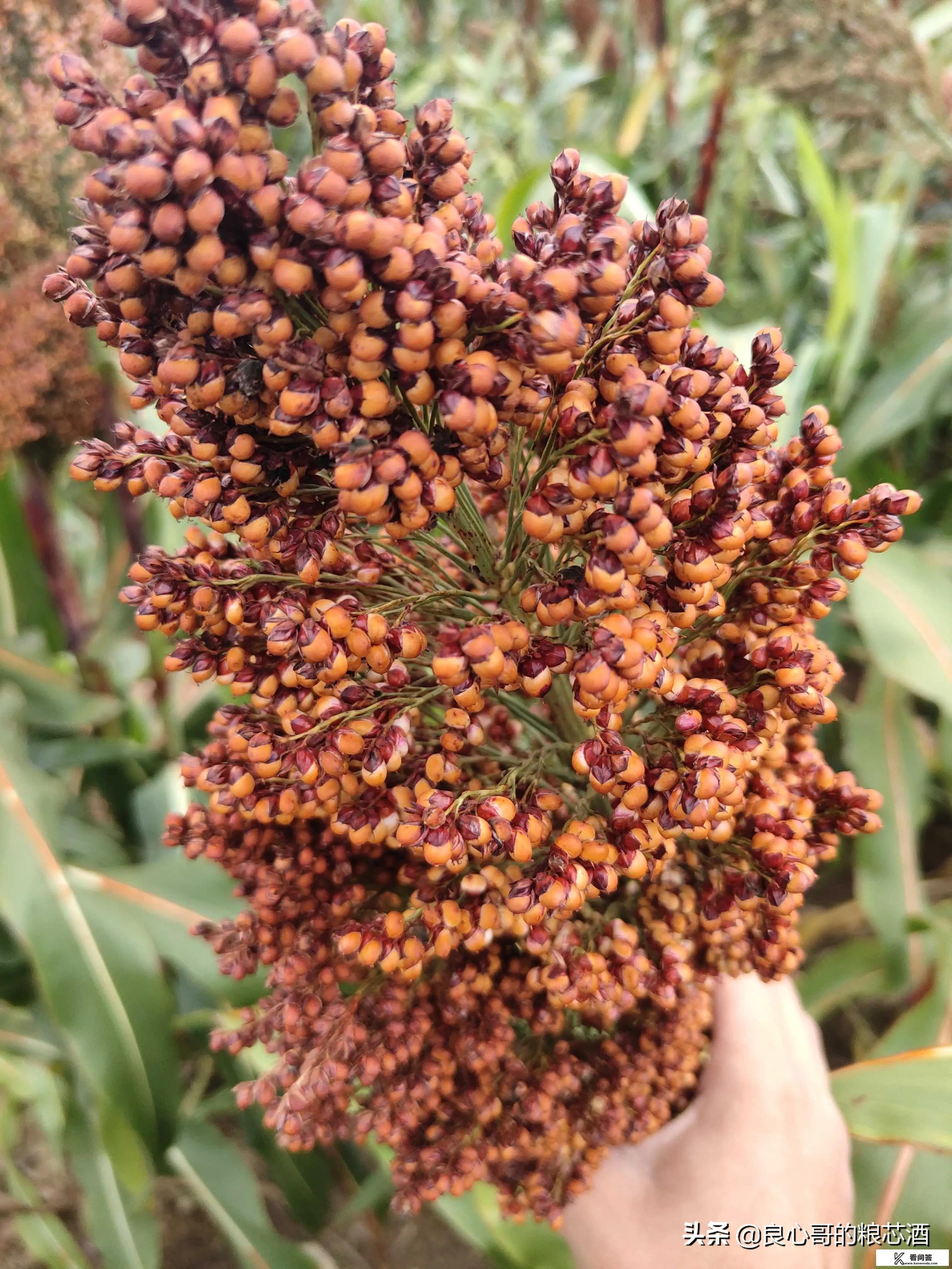 白酒的利润到底有多大？