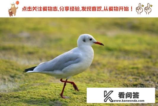 德鲁伊旅行形态怎么变鸟啊？