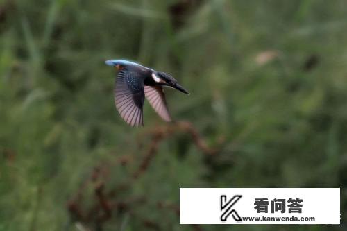 德鲁伊旅行形态怎么变鸟啊？