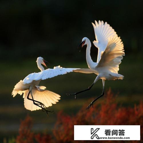 德鲁伊旅行形态怎么变鸟啊？