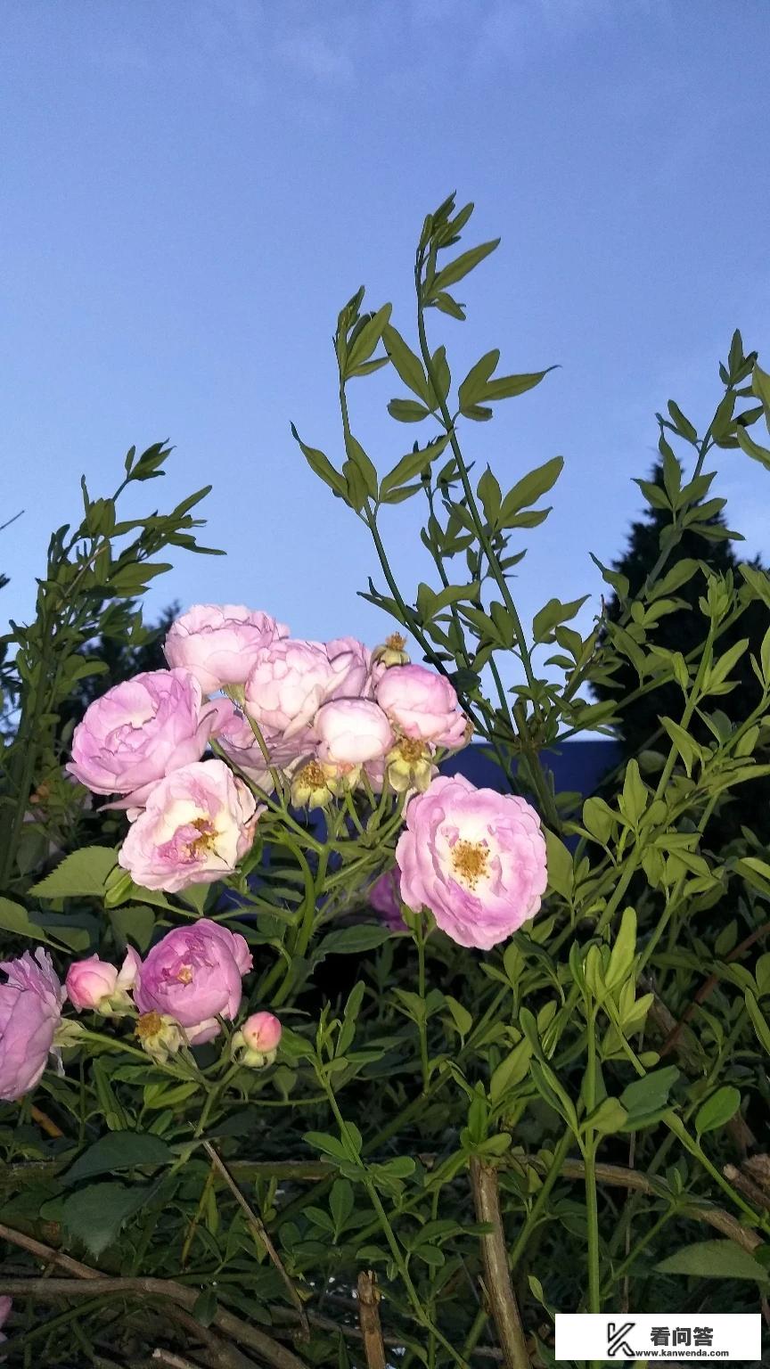 高三孩子用解题软件抄作业家长怒砸iPad，对此你有何看法？